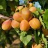 Puget Gold Apricot -Alpja Fruits Shop puget gold apricot