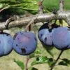 Purple Gage European Plum -Alpja Fruits Shop purple gage 1
