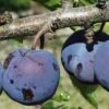 Royal European Plum Bundle No. 1 -Alpja Fruits Shop purple gage 1 490x735 crop cent gigapixel low res scale 2 00x b6056281 7c06 4bc6 ba50 987f8d0d0f5e