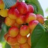 Rainier Cherry 1 Rainier Cherry -Alpja Fruits Shop rainier cherry 1