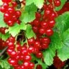 Redstart Red Currant -Alpja Fruits Shop red currant 3 1