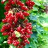 Rolam Red Currant 2 Rolam Red Currant -Alpja Fruits Shop red currant 4 1