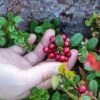 Red Pearl Lingonberry -Alpja Fruits Shop red pearl lingonberry 1
