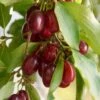 Red Star Cornus Mas -Alpja Fruits Shop red cornus mas