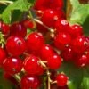 Tatran Red Currant -Alpja Fruits Shop red currant 2