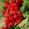 Cascade Red Currant -Alpja Fruits Shop red currant 5