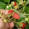 Regina Alpine Strawberry -Alpja Fruits Shop regina