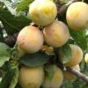 Reine De Mirabelle European Plum -Alpja Fruits Shop reine mirabelle 1