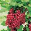 Red Jade™ Currant 2 Red Jade™ Currant -Alpja Fruits Shop ribesrubrumredlake