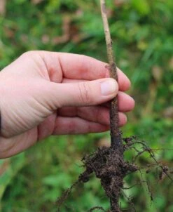 OHxF 87 Pear Rootstock