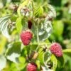 Rosanna Red Raspberry 1 Rosanna Red Raspberry -Alpja Fruits Shop rosanna red raspberry 1