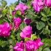 Rosa Rugosa 'Rubra' -Alpja Fruits Shop rose 1