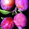 Rosy Gage™ European Plum -Alpja Fruits Shop rosy gage 1