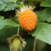 Salmonberry -Alpja Fruits Shop salmonberry