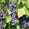 Saturn Seedless Grape 1 Saturn Seedless Grape -Alpja Fruits Shop saturn grape 1