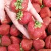 Seascape Strawberry Bundle (3 Packs) -Alpja Fruits Shop seascape 1 f9f64500 917d 477a b790 75976b75e8e3