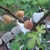 Little Ruby Fig 2 Little Ruby Fig -Alpja Fruits Shop secondaryLittleRuby 2