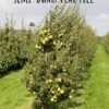 Nye Russet Barlett European Pear -Alpja Fruits Shop semi dwarf pear tree 5