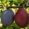 Seneca European Plum 2 Seneca European Plum -Alpja Fruits Shop seneca