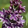Syringa Sensation Lilac -Alpja Fruits Shop sensation