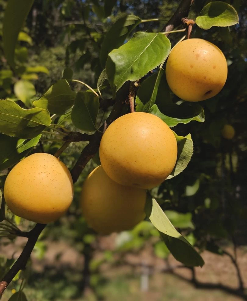 Shinseiki Asian Pear 3 Shinseiki Asian Pear