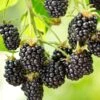Cascade Blackberry -Alpja Fruits Shop shutterstock 1006064419 1