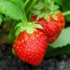 Holiday Strawberry -Alpja Fruits Shop shutterstock 104995331 1