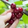 Combination Cherry Tree (4 Varieties) -Alpja Fruits Shop shutterstock 105168959 1