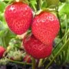 Chandler Strawberry -Alpja Fruits Shop shutterstock 106144412 1 1