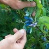Blue Pacific™ Honeyberry 1 Blue Pacific™ Honeyberry -Alpja Fruits Shop shutterstock 1126745747 1