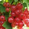 Gloire De Sablons Pink Currant -Alpja Fruits Shop shutterstock 1130805380 1