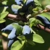 Blue Hokkaido™ Honeyberry 1 Blue Hokkaido™ Honeyberry -Alpja Fruits Shop shutterstock 1172278570 1