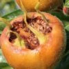 Macrocarpa Medlar -Alpja Fruits Shop shutterstock 1182683059 1