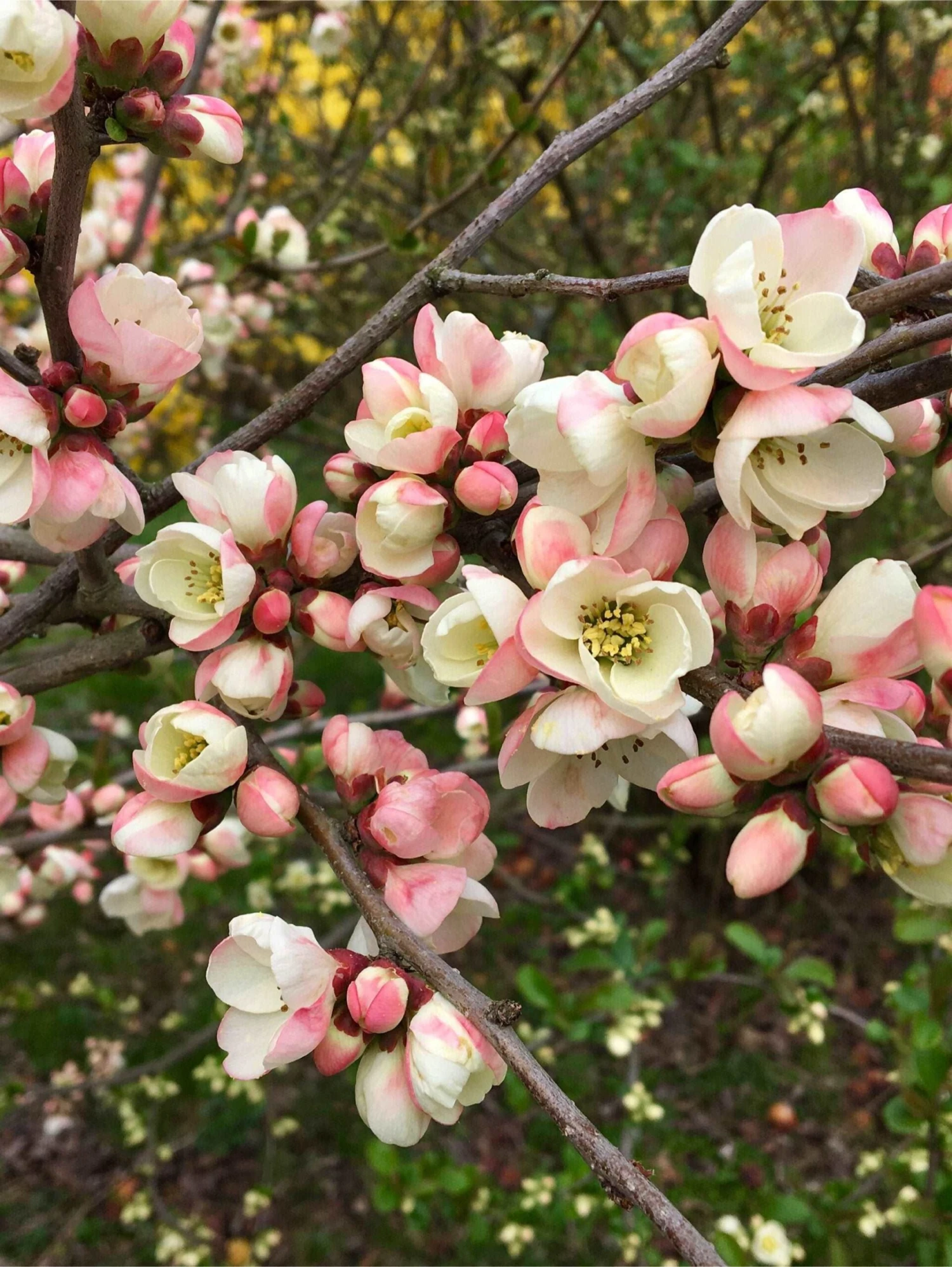 C. Cathayensis/Cathay Flowering Quince 3 C. Cathayensis/Cathay Flowering Quince