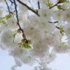 Mt. Fuji Flowering Cherry -Alpja Fruits Shop shutterstock 1372338206 1