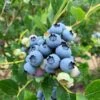 Jersey Blueberry -Alpja Fruits Shop shutterstock 1419055868 2 1