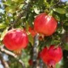Crimson Sky™ Pomegranate -Alpja Fruits Shop shutterstock 1504269788 1