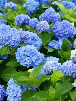 Forever Blue Hydrangea -Alpja Fruits Shop shutterstock 1512209366 2