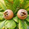 Monstrueuse De Evreinoff Medlar 2 Monstrueuse De Evreinoff Medlar -Alpja Fruits Shop shutterstock 1512848324 1