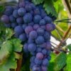 Campbell's Early Grape -Alpja Fruits Shop shutterstock 1524501632 1