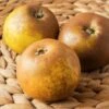 Egremont Russet Apple -Alpja Fruits Shop shutterstock 1548607520 1