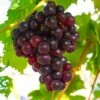 Reliance Grape 1 Reliance Grape -Alpja Fruits Shop shutterstock 1591732633 1
