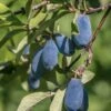 Blue Bird Honeyberry -Alpja Fruits Shop shutterstock 1665935902 1