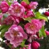 Pink Cloud Crabapple -Alpja Fruits Shop shutterstock 1689034981 1