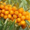 Orange Glow™ Seaberry -Alpja Fruits Shop shutterstock 16919620 1