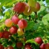 Welcome Gooseberry -Alpja Fruits Shop shutterstock 1816053620 1