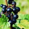Prince Consort Black Currant 2 Prince Consort Black Currant -Alpja Fruits Shop shutterstock 219100882 1