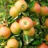 Newtown Pippin Apple -Alpja Fruits Shop shutterstock 261018077 37bfb325 5ea9 40b3 a24a b3b2050d76b4 1