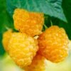 Fall Gold Raspberry -Alpja Fruits Shop shutterstock 298186934 1