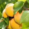 Gold Kist Apricot 2 Gold Kist Apricot -Alpja Fruits Shop shutterstock 298548980 1